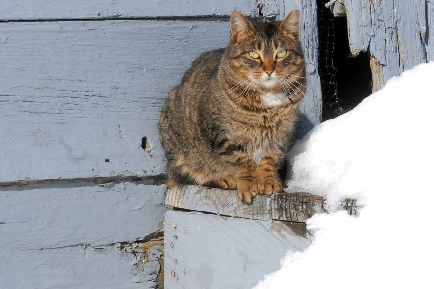 SEEC. M &S RR kitty.jpg