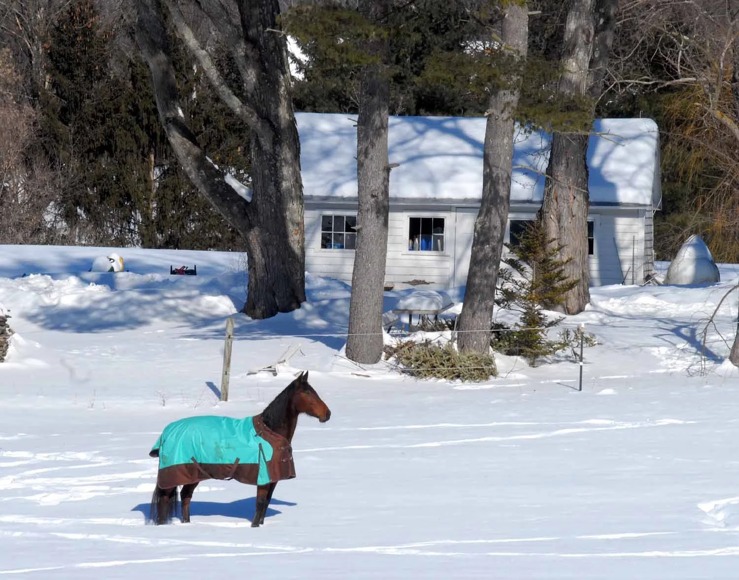 SEEC. Richard Ball's horse.jpg