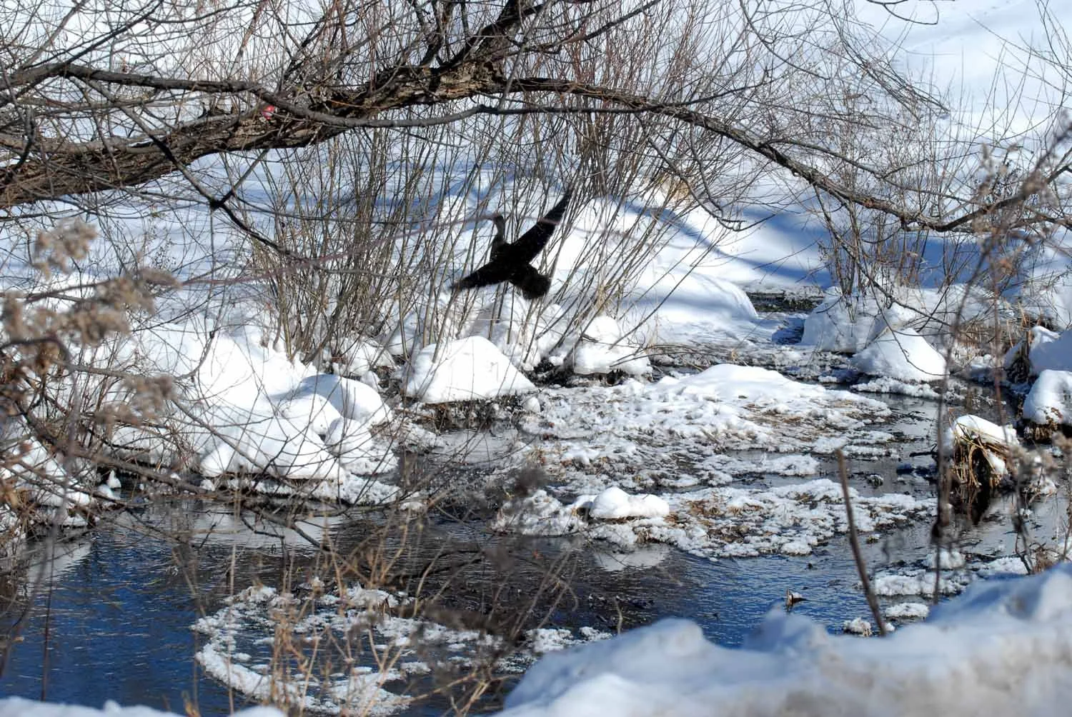 SEEC. Franklinton duck.jpg