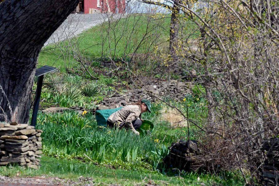 Landis. Erin garden.jpg