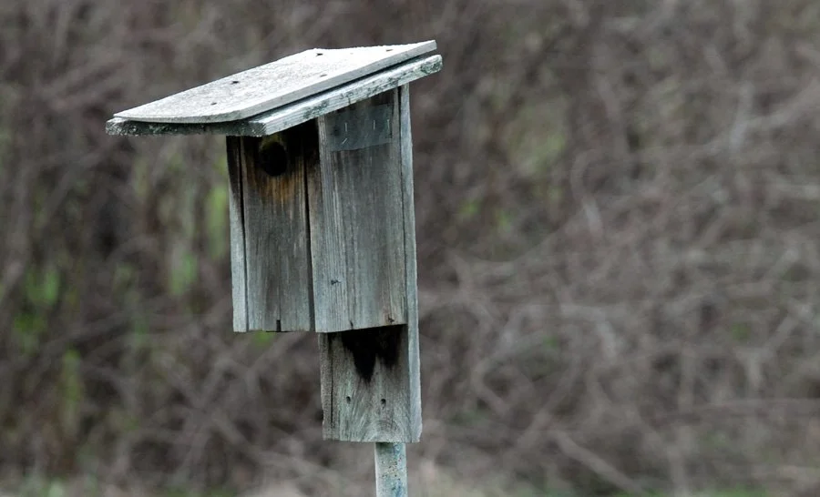 Landis. bb house.jpg