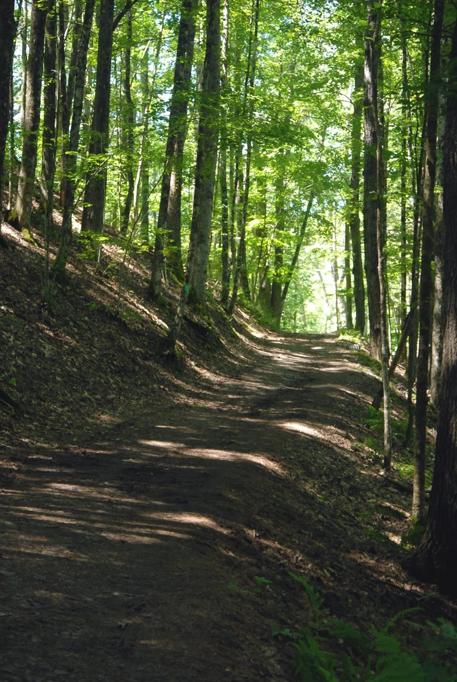 MKF. trail trees.jpg