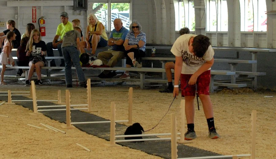 Fair 2. Bad Bunny.jpg