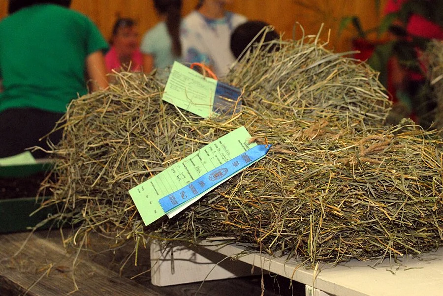 Fair 1. blue hay.jpg