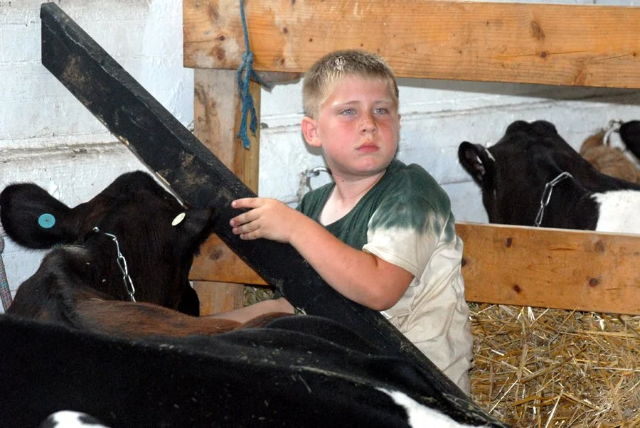 Fair 1. boy lay cows.jpg