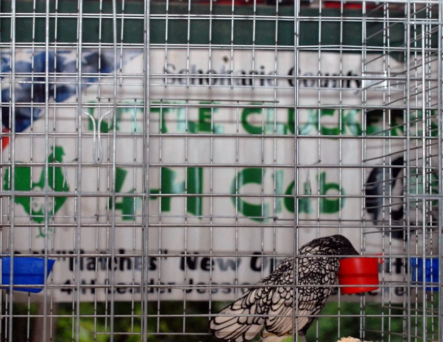 Fair 1. little cluckers IDK.jpg