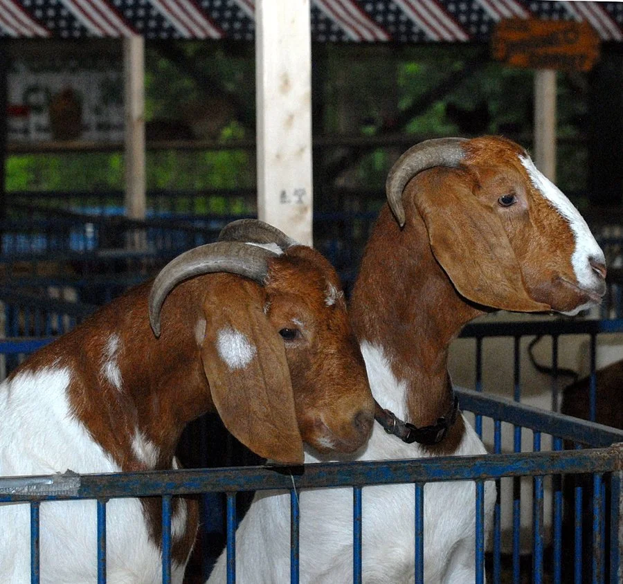 Fair 1. goats.jpg