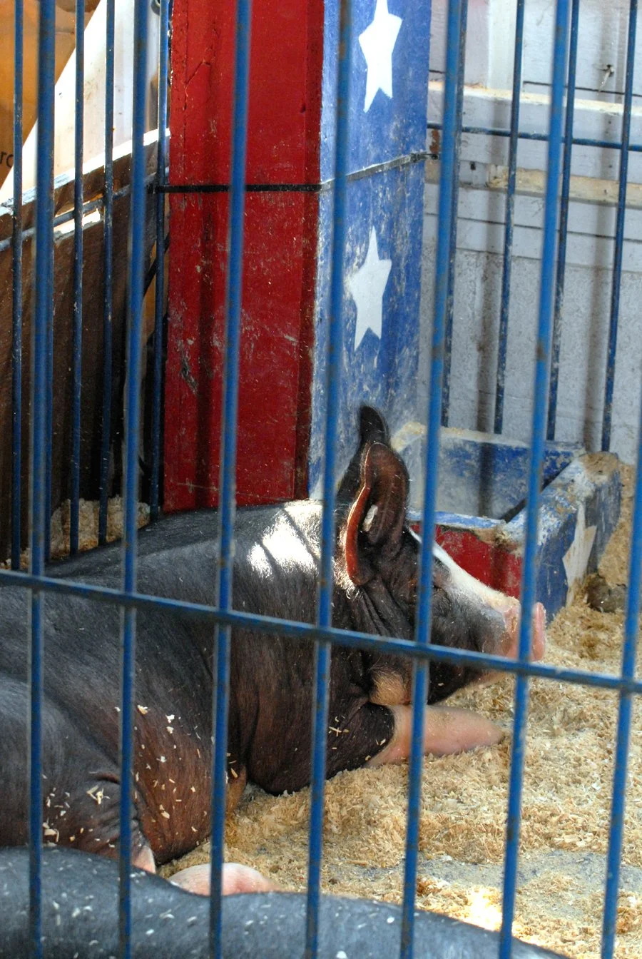 Fair 1. pig.jpg