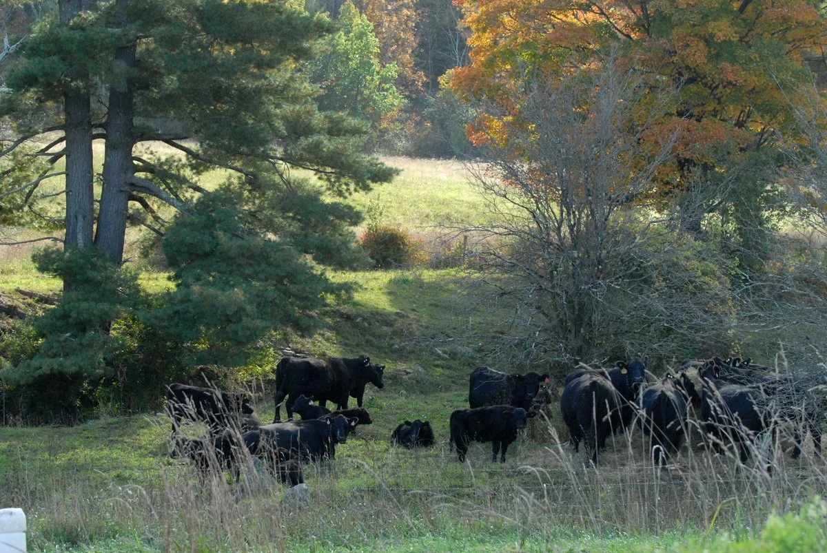 Central Bridge Farms: 100 years and Counting. (And Time to Celebrate.)