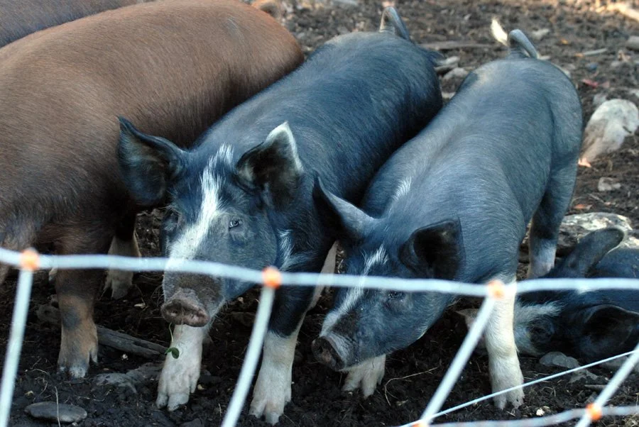 CBF. pigs.jpg
