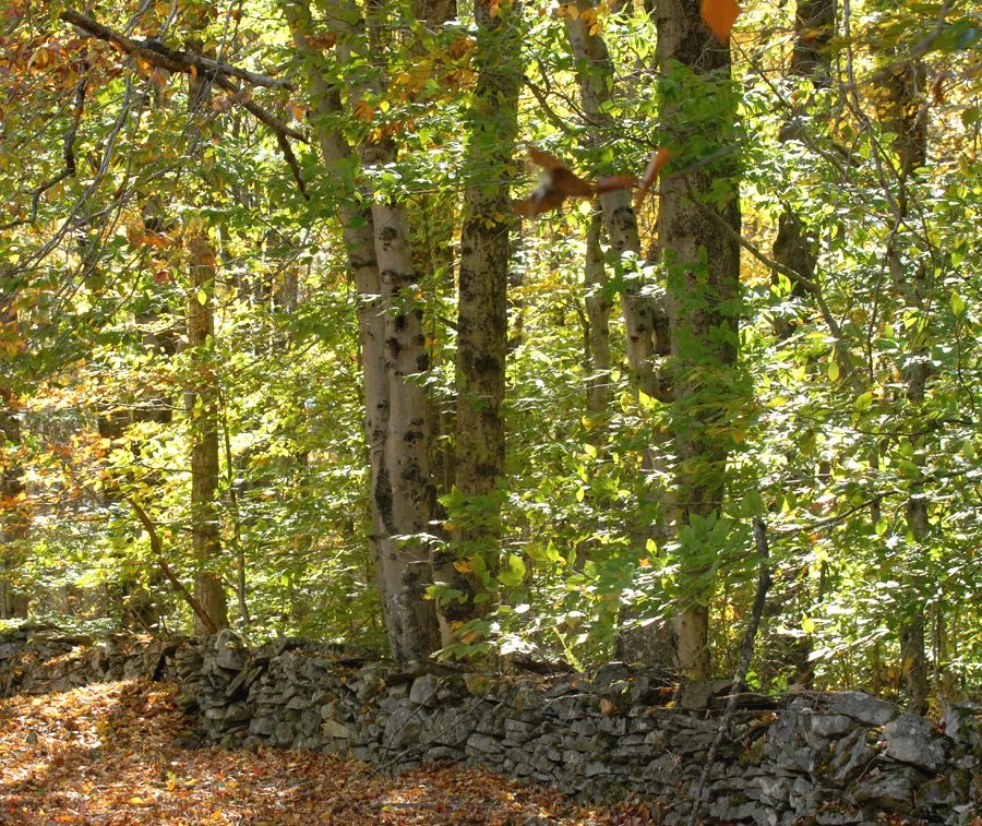 Eminence cemetery birch.jpg