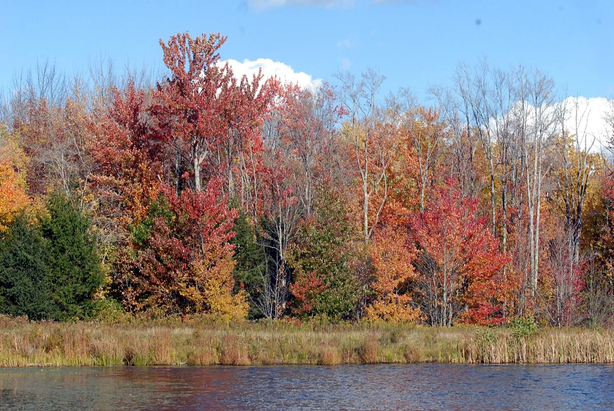 Eminence. LG fall colors 1.jpg