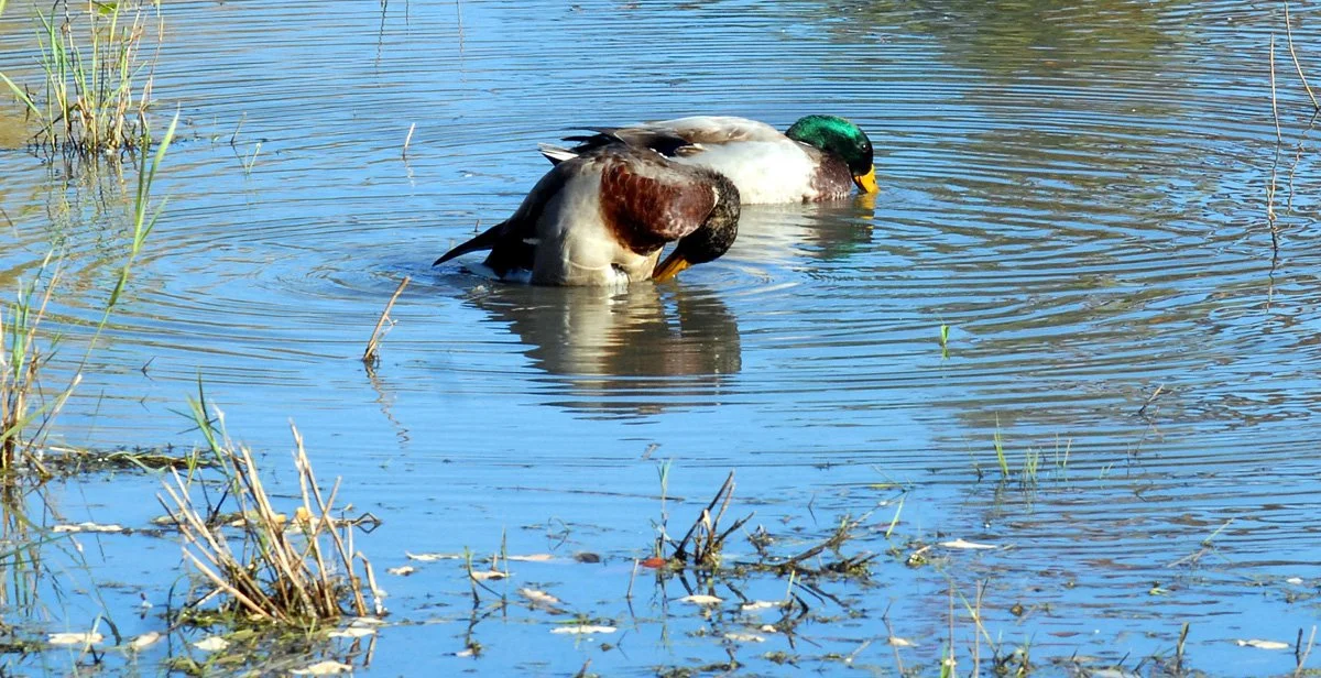 gg mallards wash.jpg