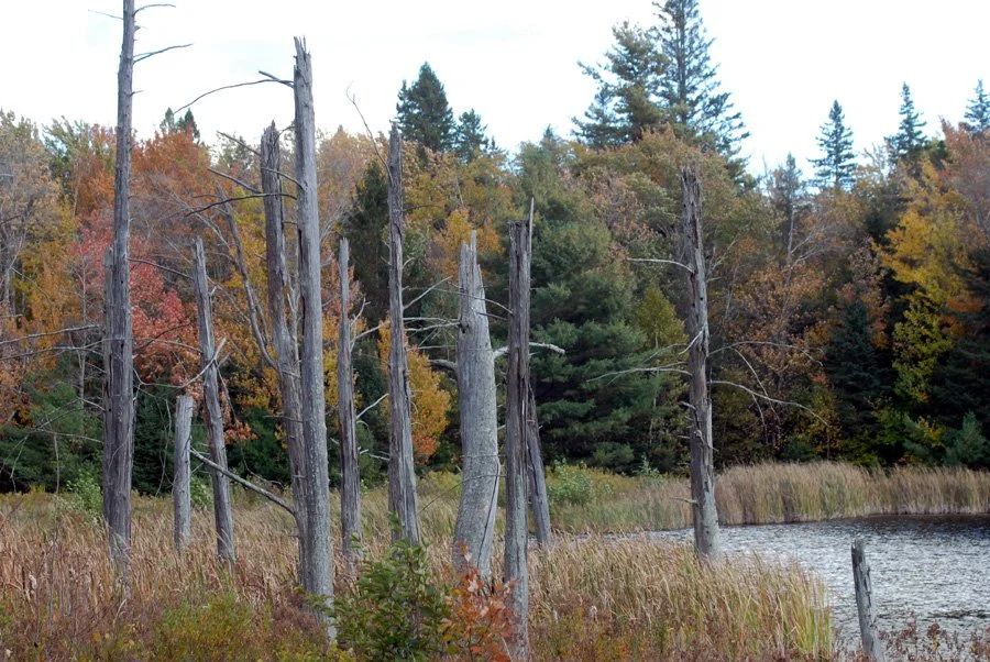 Eminence. LG dead trees.jpg