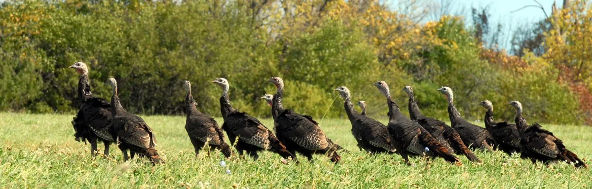 turkeys.jpg