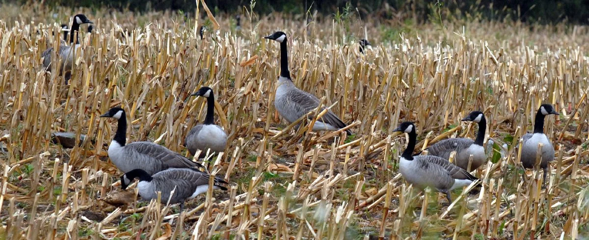10.26. gsses in corn.jpg