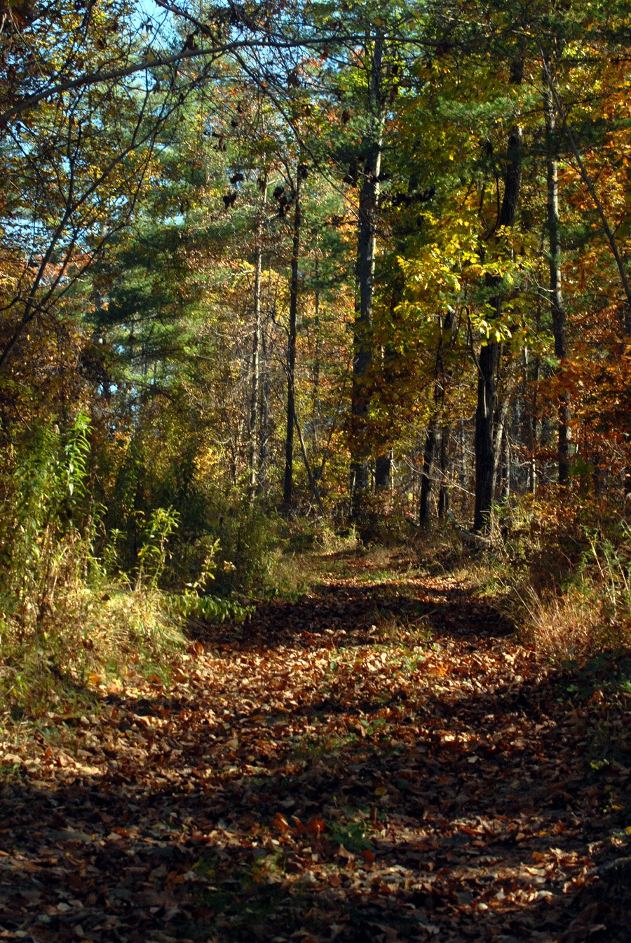 LP. woods path.jpg