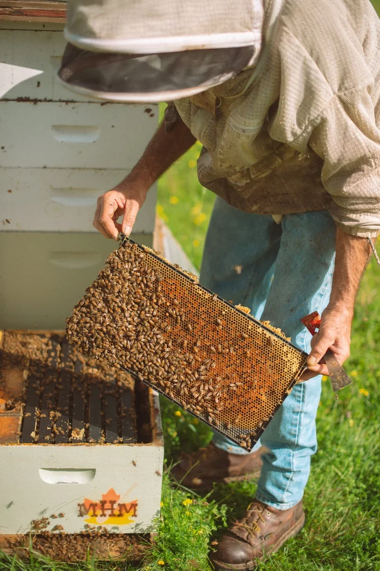 Farmer opening a bee hive to show the honey bees at his Upstate New York farm