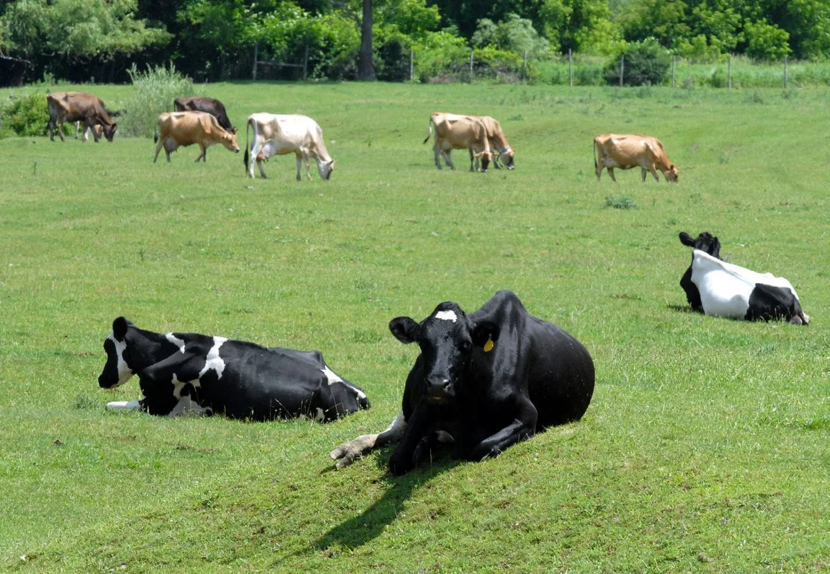 Cow lounge in a field near Cobleskill-Richmondville High School.