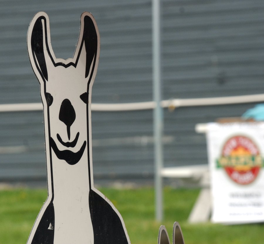 Cutout of alpaca