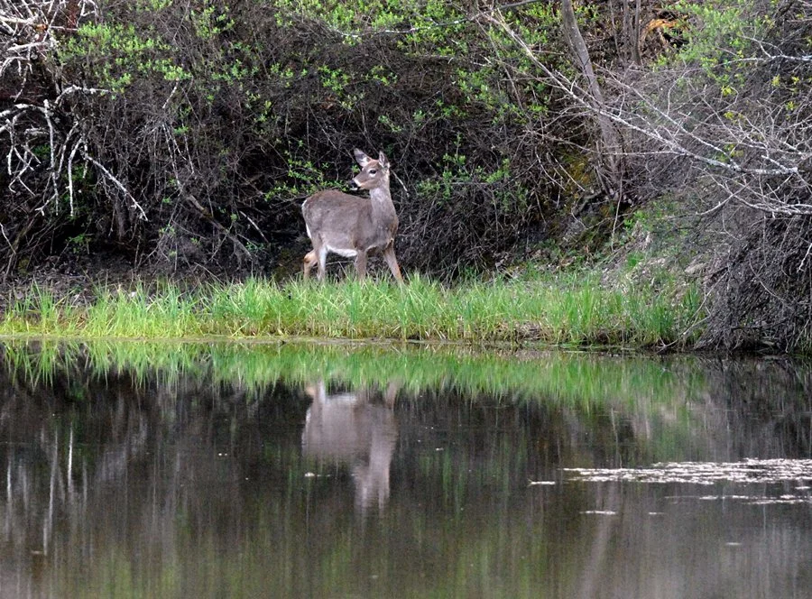 A deer is reflected in a pond.
