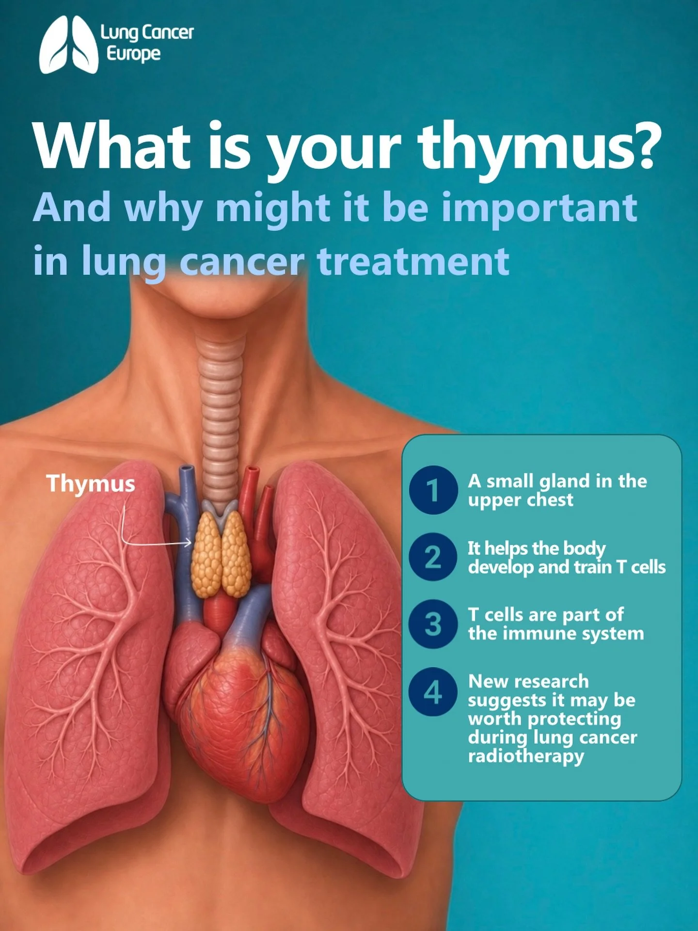 Most of us never think about our thymus, but a new study suggests it might be important in lung cancer radiotherapy.

The thymus is a small gland in the upper chest that helps the body develop and train T cells, which are an important part of the imm