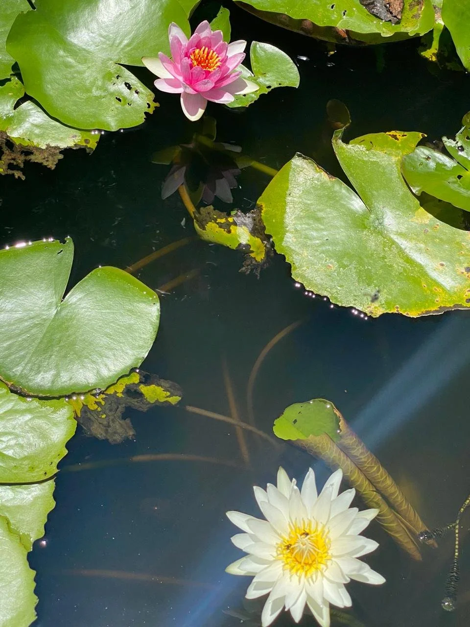 WhatsApp Image 2026-01-12 at 08.58.48 (9).jpeg