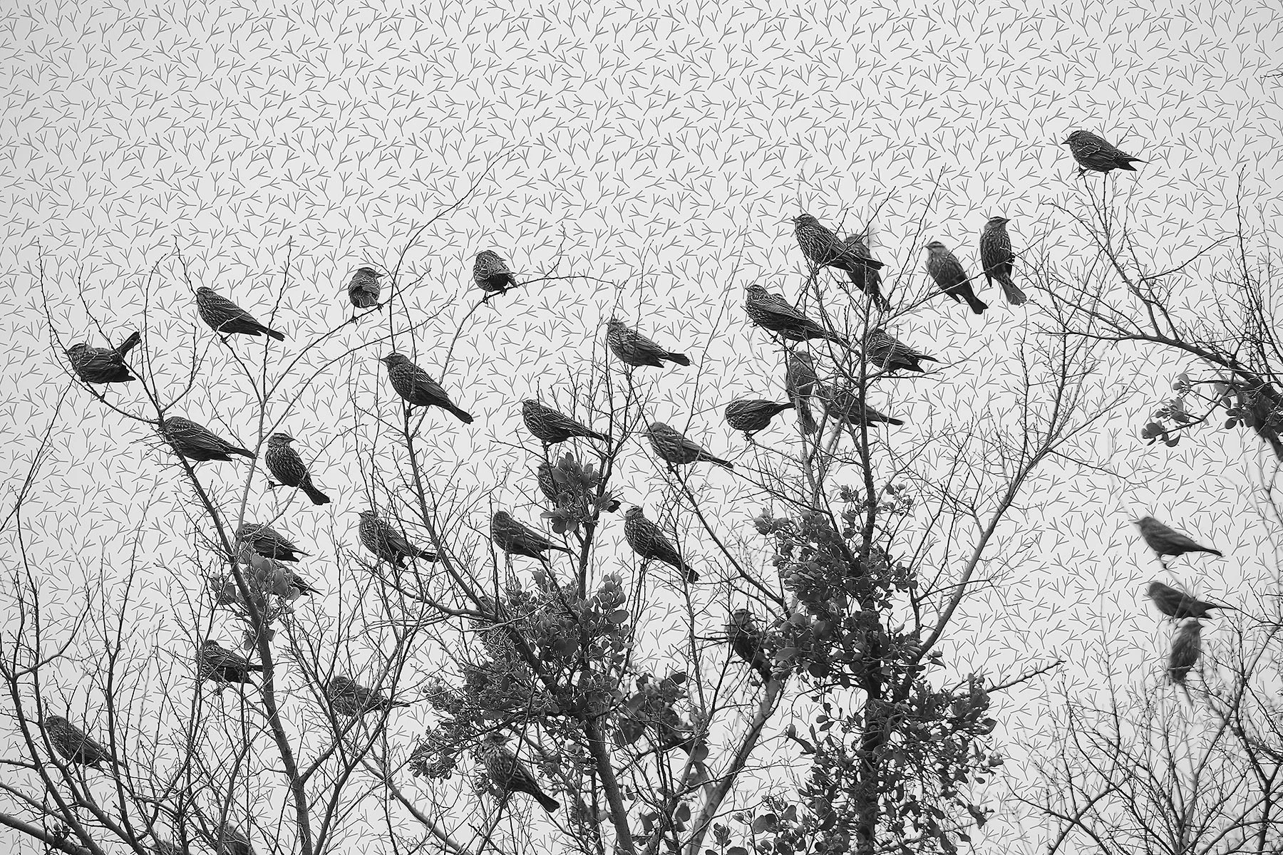 Bird Tracks by David Blow