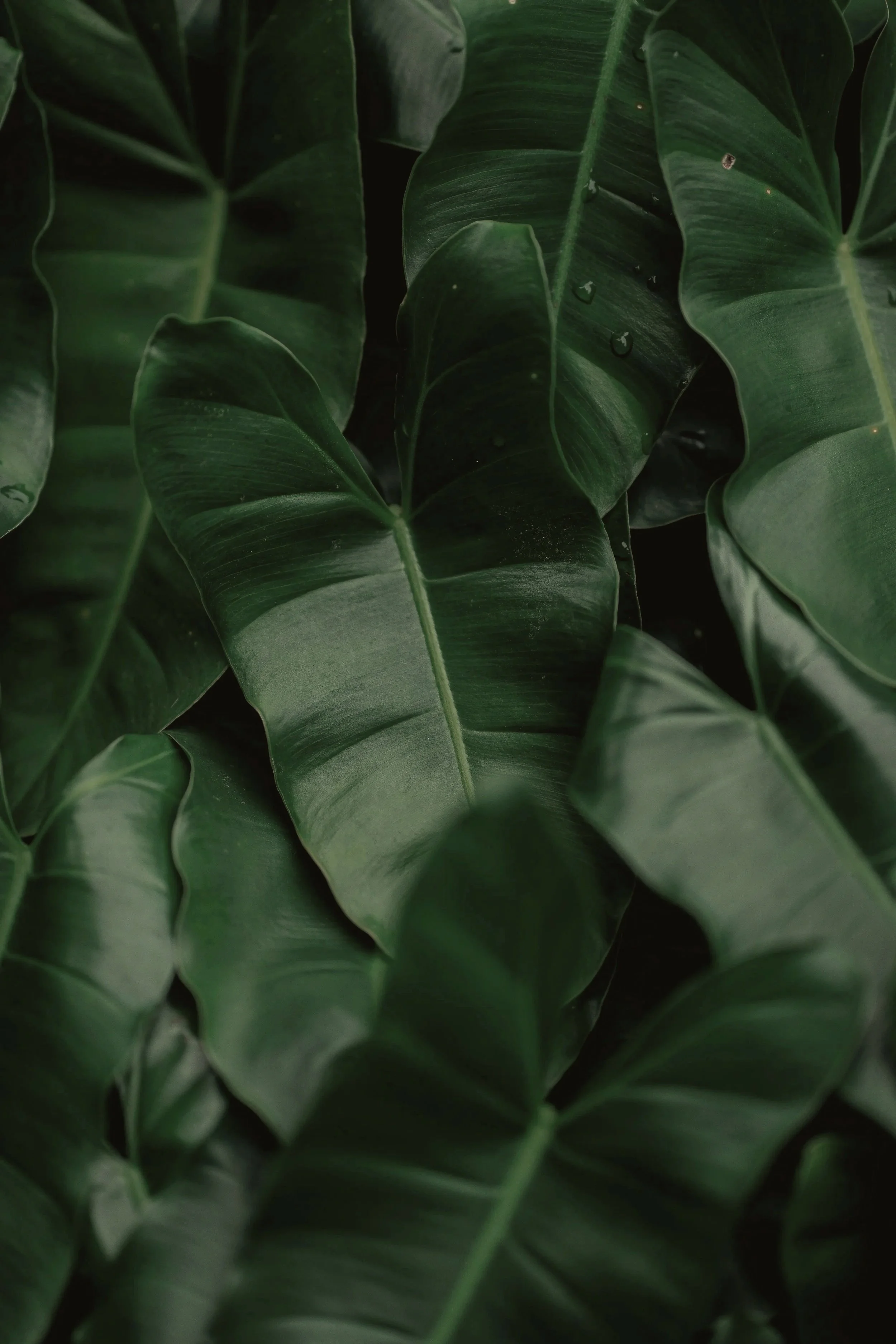Close-up of large green tropical leaves with water droplets on them.