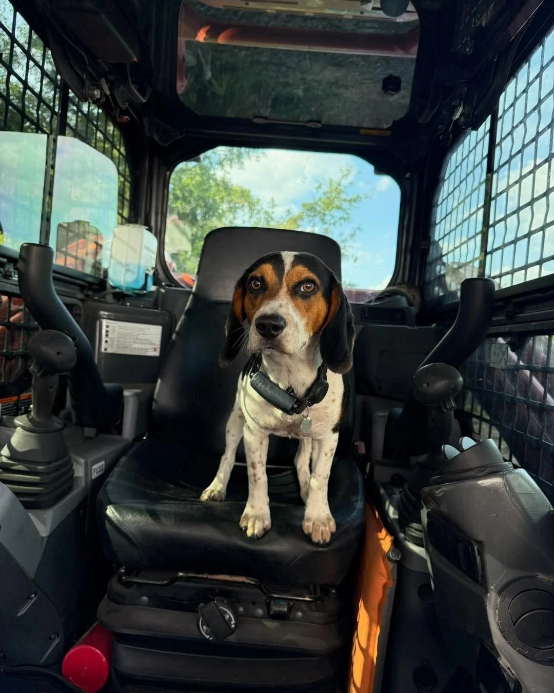 Meet our April #employeeofthemonth Her name is Biscuit and she&rsquo;s a good girl. 

Let PRO Land Services and Biscuit help you with your next outdoor project!

#beaglesofinstagram #LandServices #forestrymulching #sitepreparation #SitePreparation