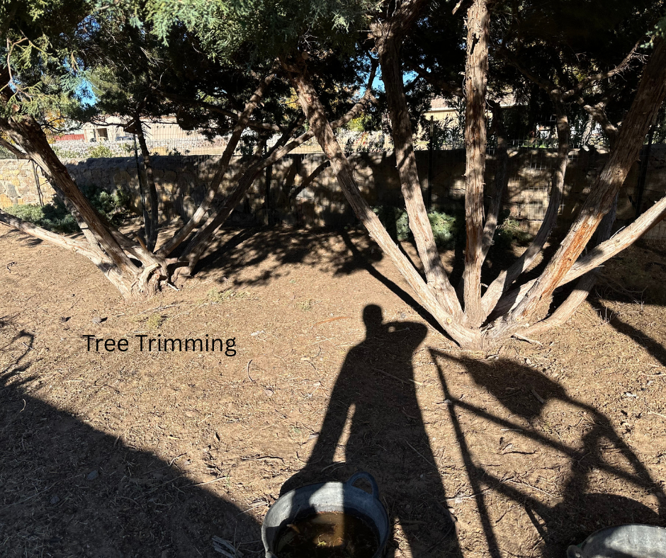 A person is trimming a bush in a backyard, with a tree in the background and a shadow of the person visible on the ground. The person is holding gardening tools, and there is a bucket nearby. The area is sunny, with a stone wall and some buildings visible behind the tree.