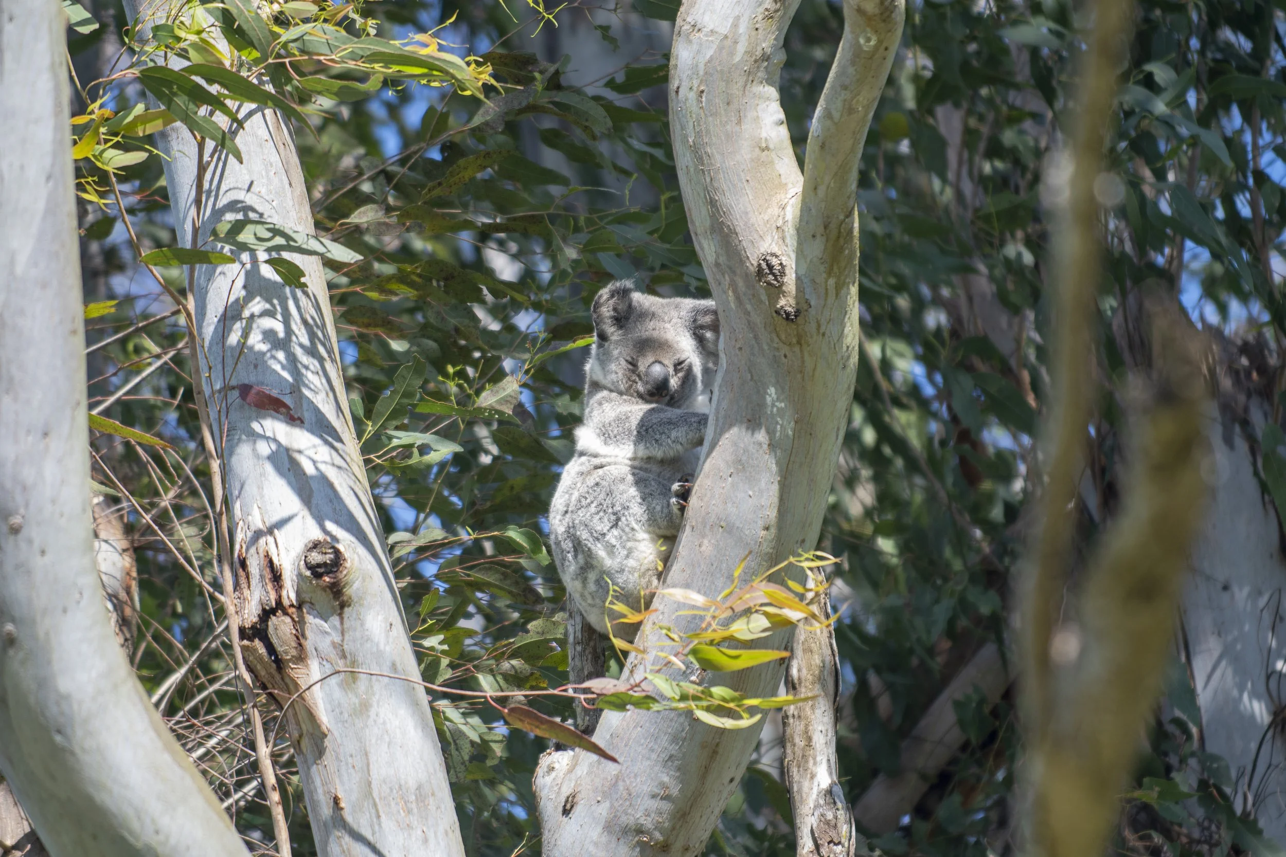 Koala1.JPG