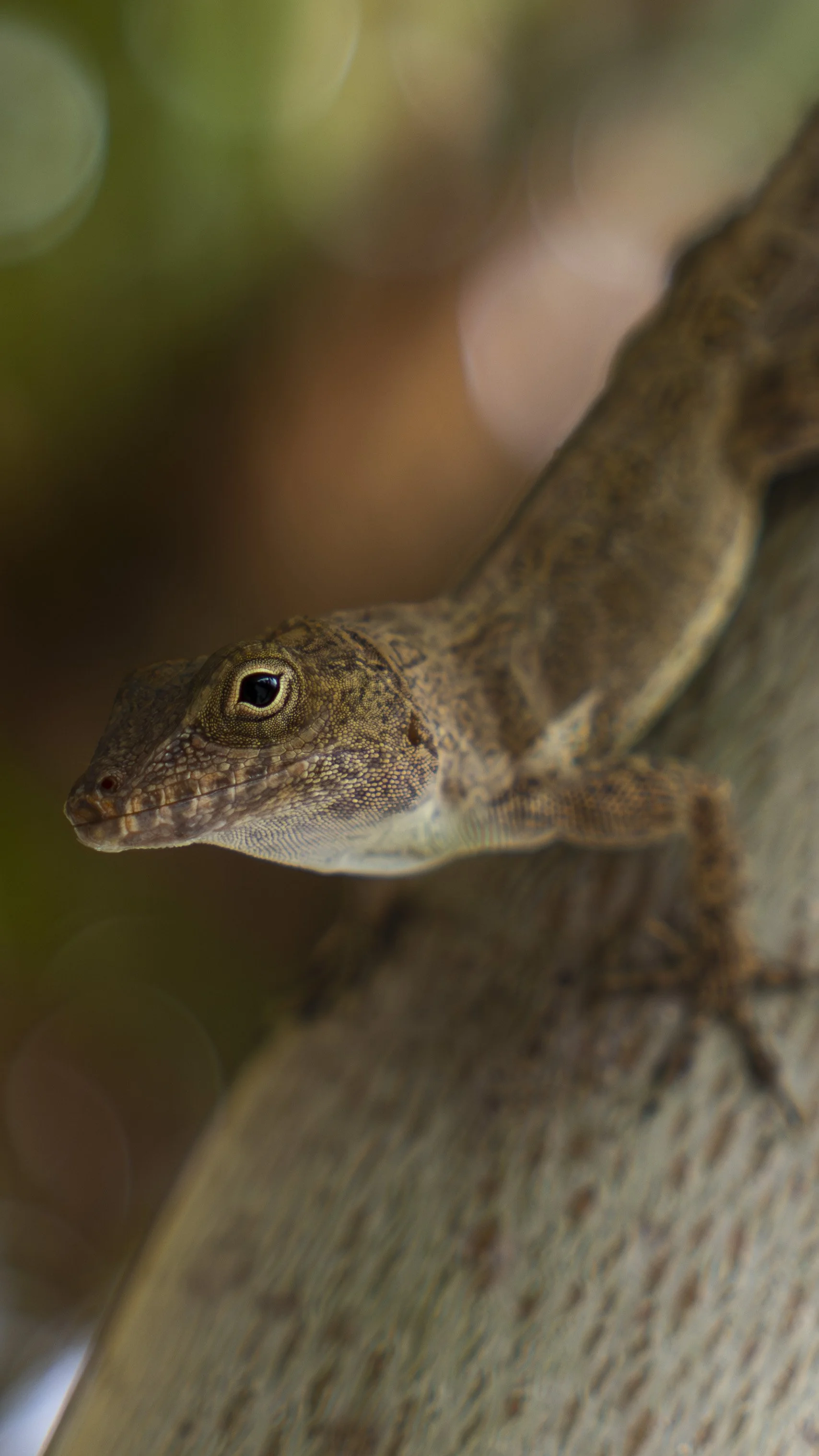 anolis.JPG