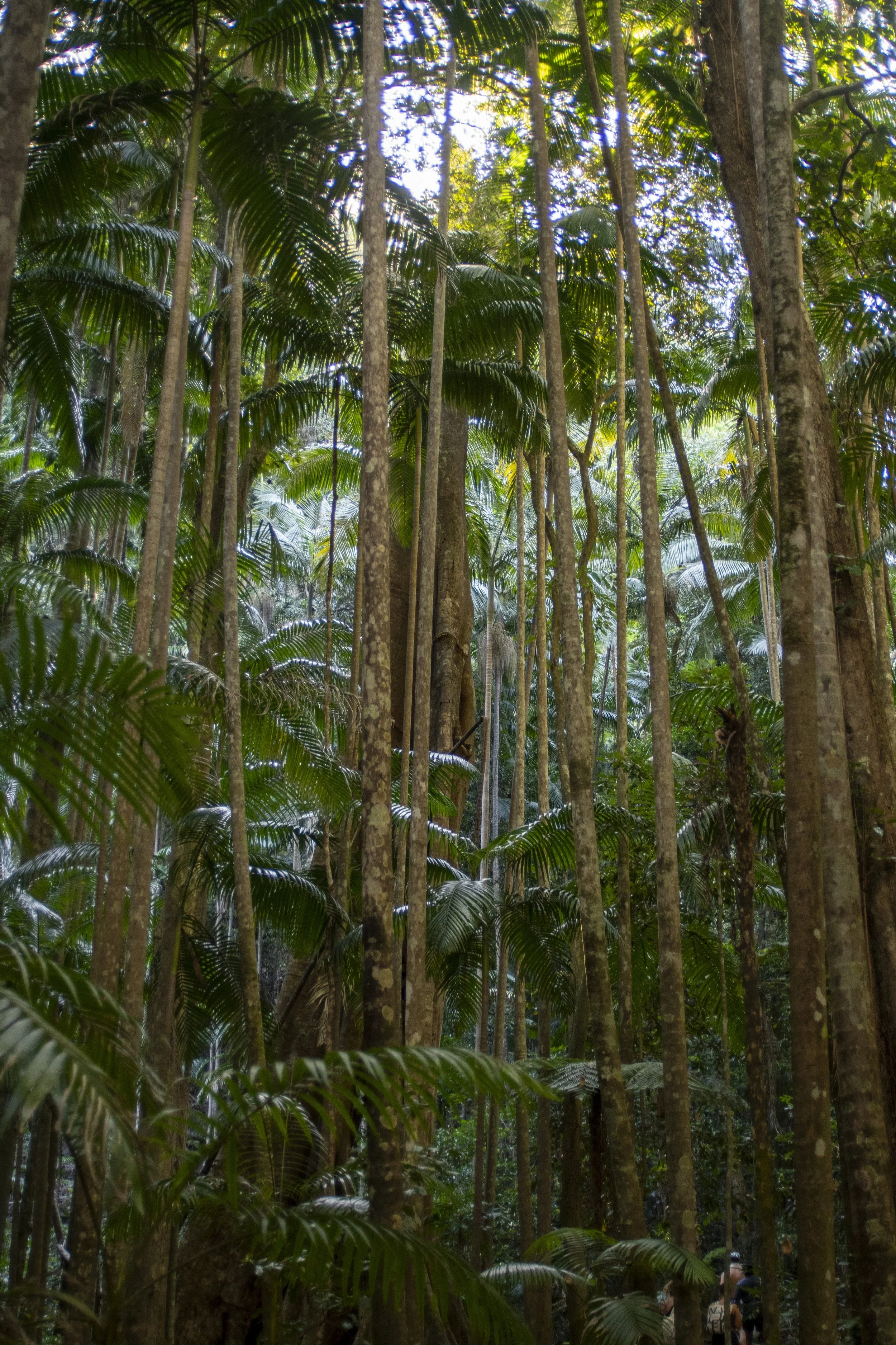 trees.JPG
