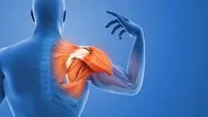 The image provides an anatomical illustration of the human shoulder, highlighting the rotator cuff muscles in red against a blue silhouette of the upper body.