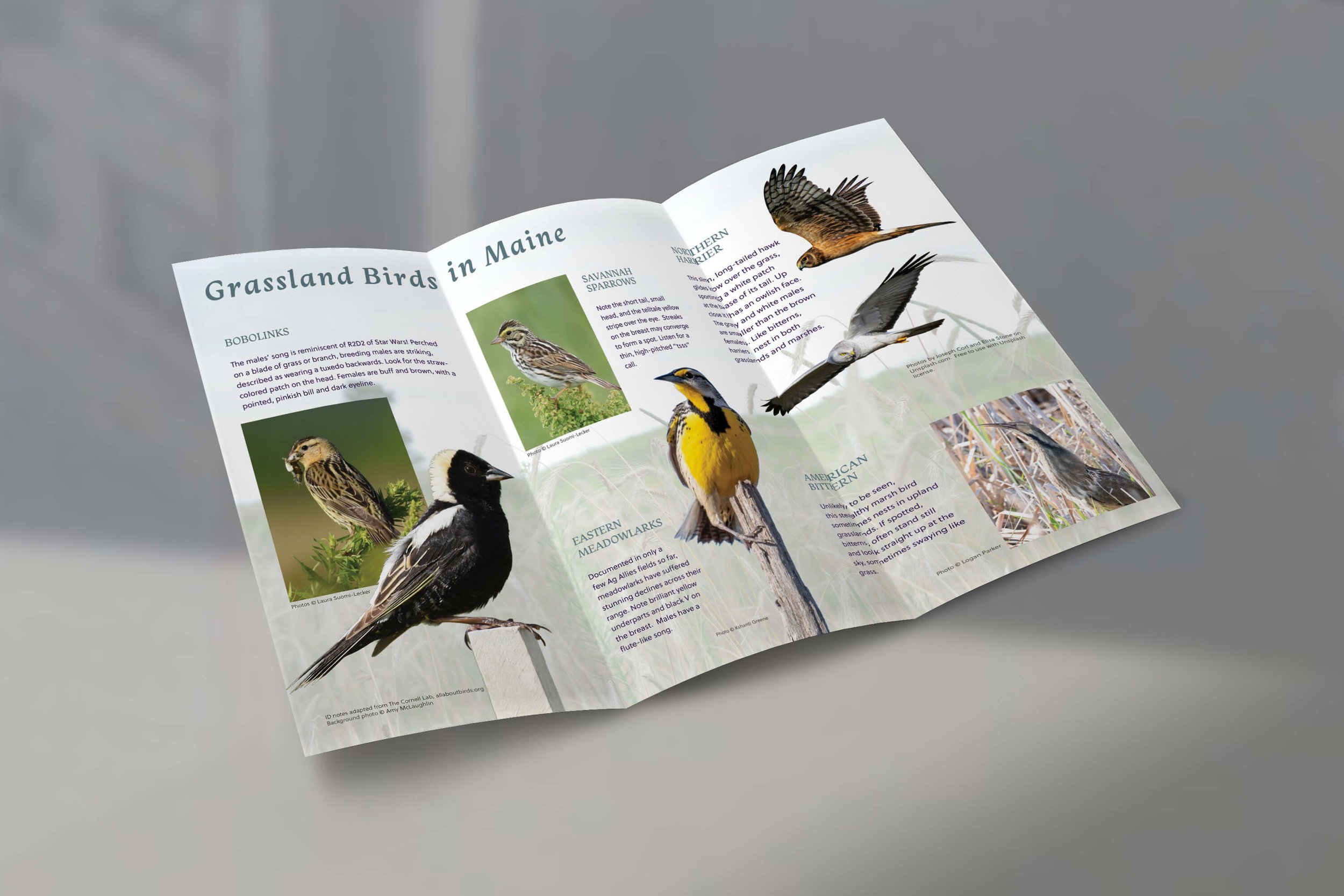 Inside of grassland birds pamphlet