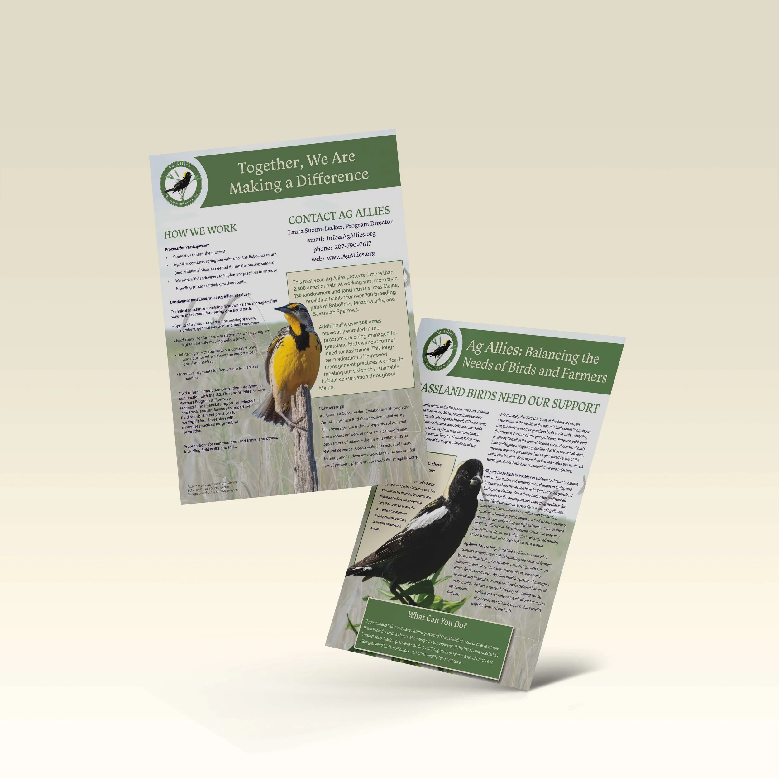 A newly redesigned two-sided flyer for Ag Allies with a photo of a bobolink on one side and an Eastern Meadowlark on the other side.  The flyer text describes why grassland birds need our support and how the Ag Allies program works.