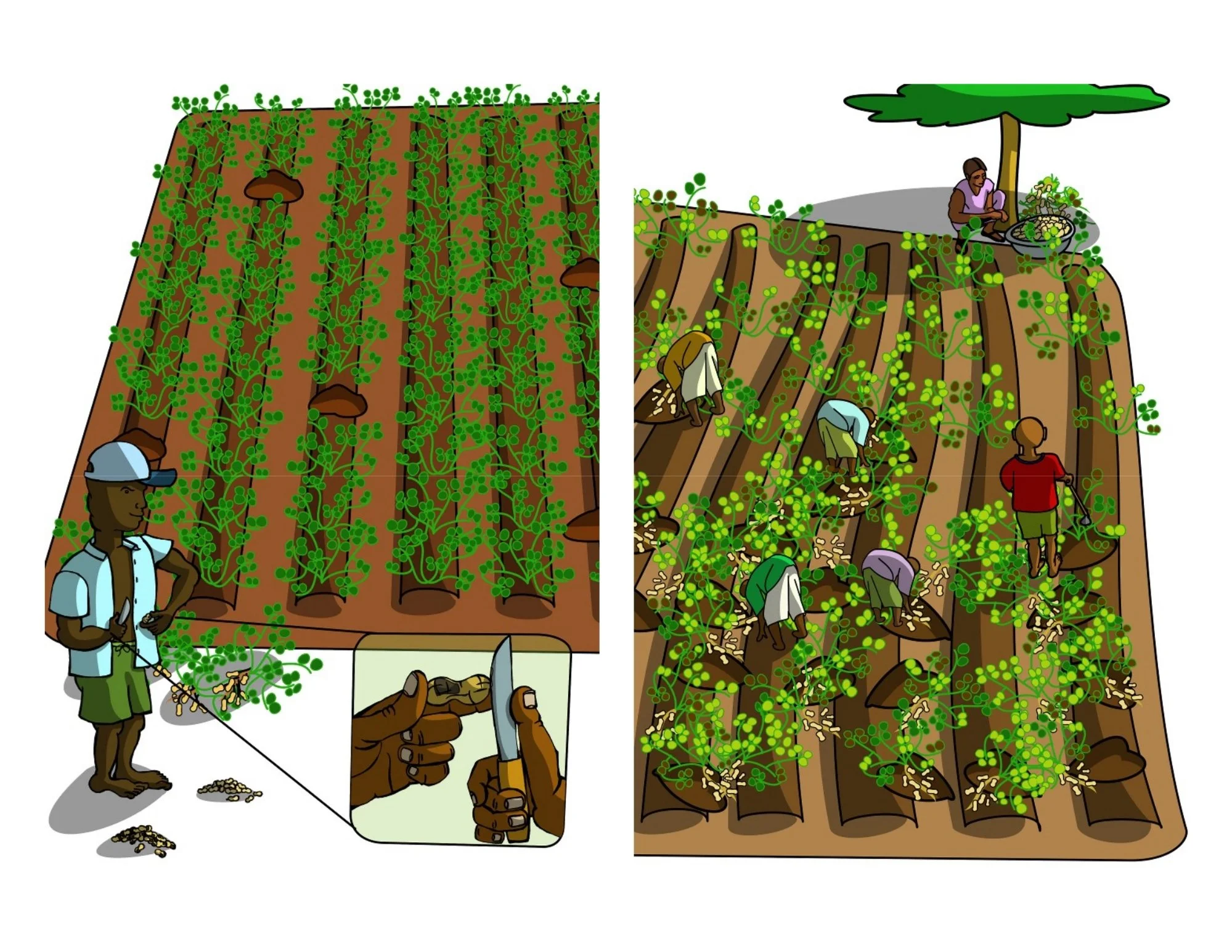 Testing product and harvesting.
