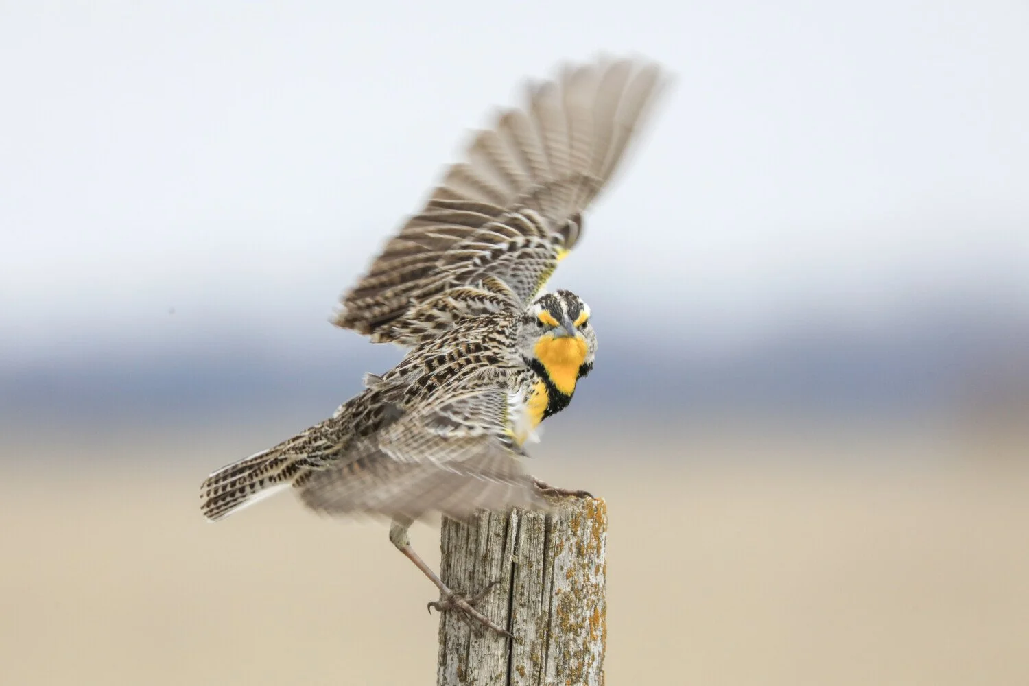 Angry Bird