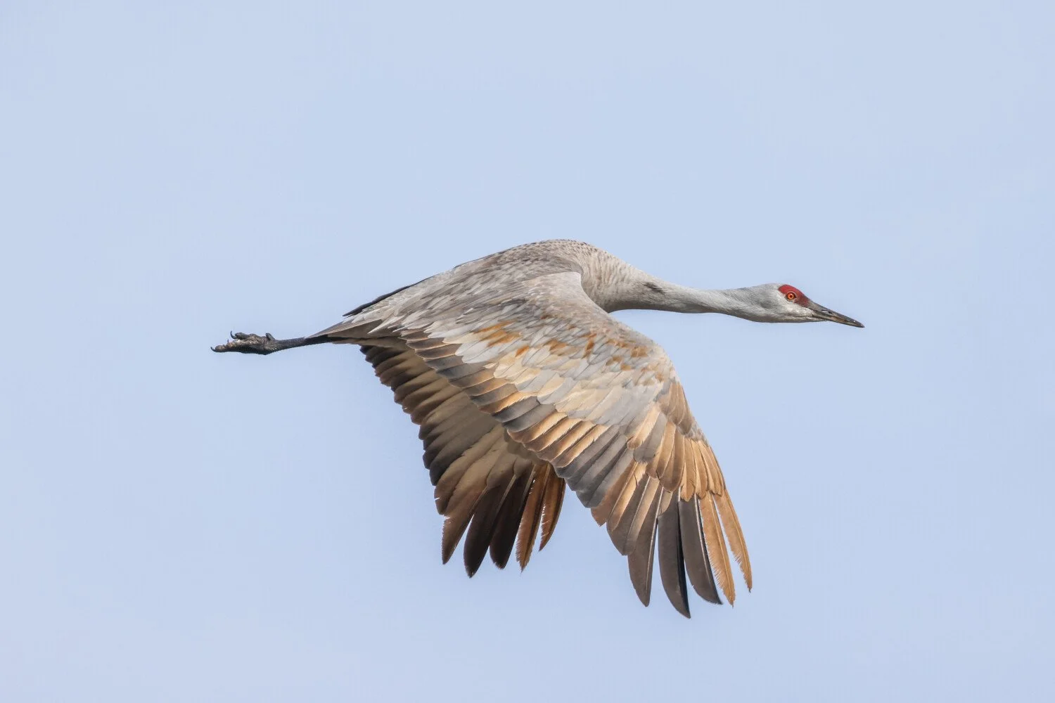 Fit to Fly