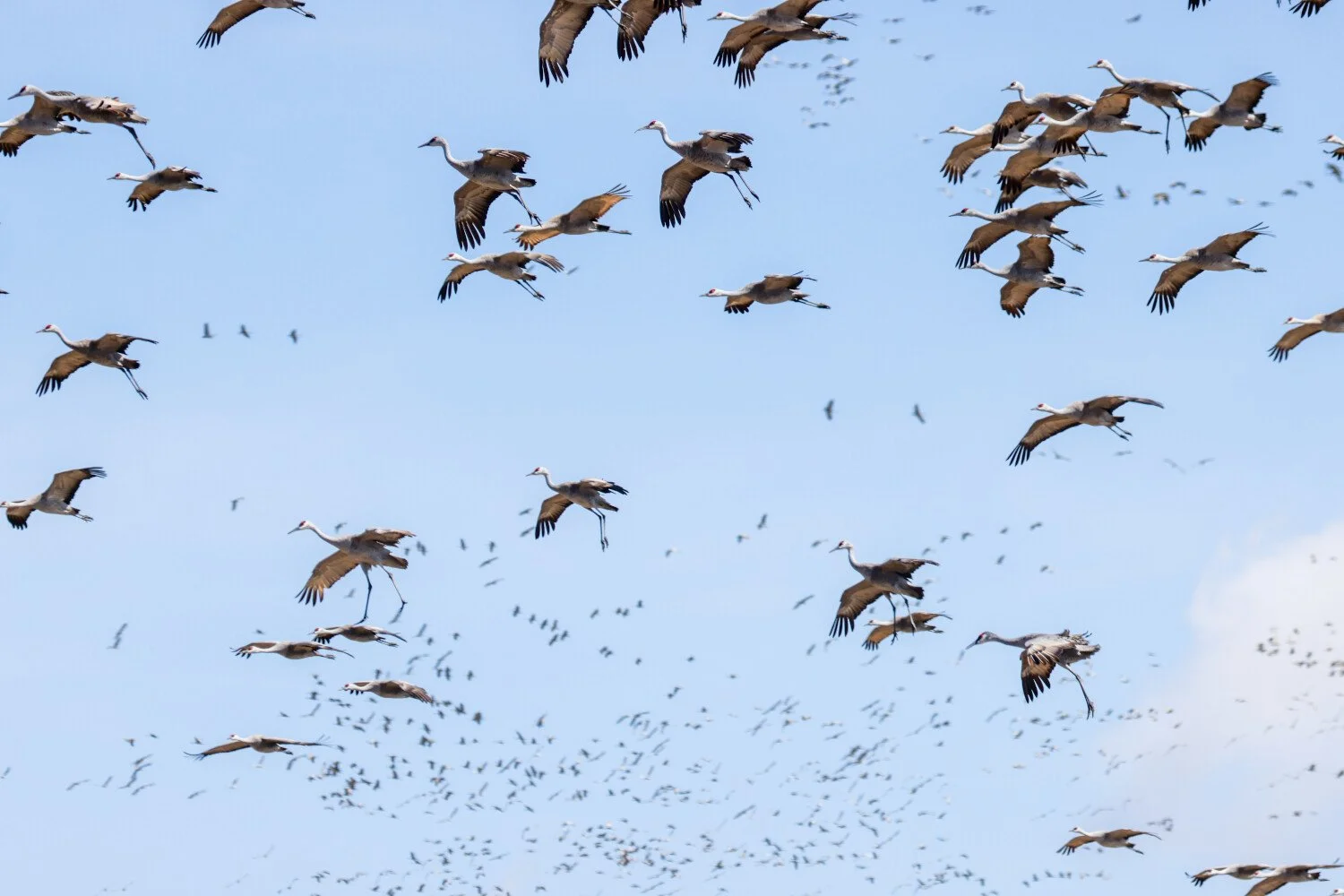 A Multitude of Cranes