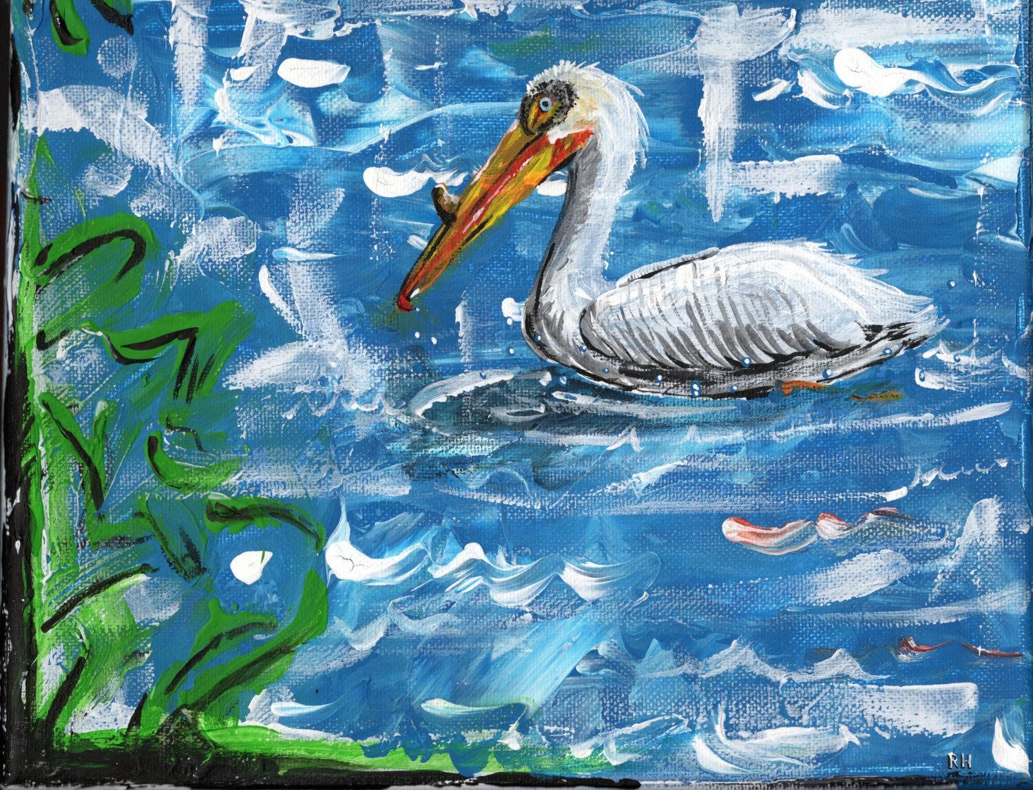 American Pelican in Westminster, CO