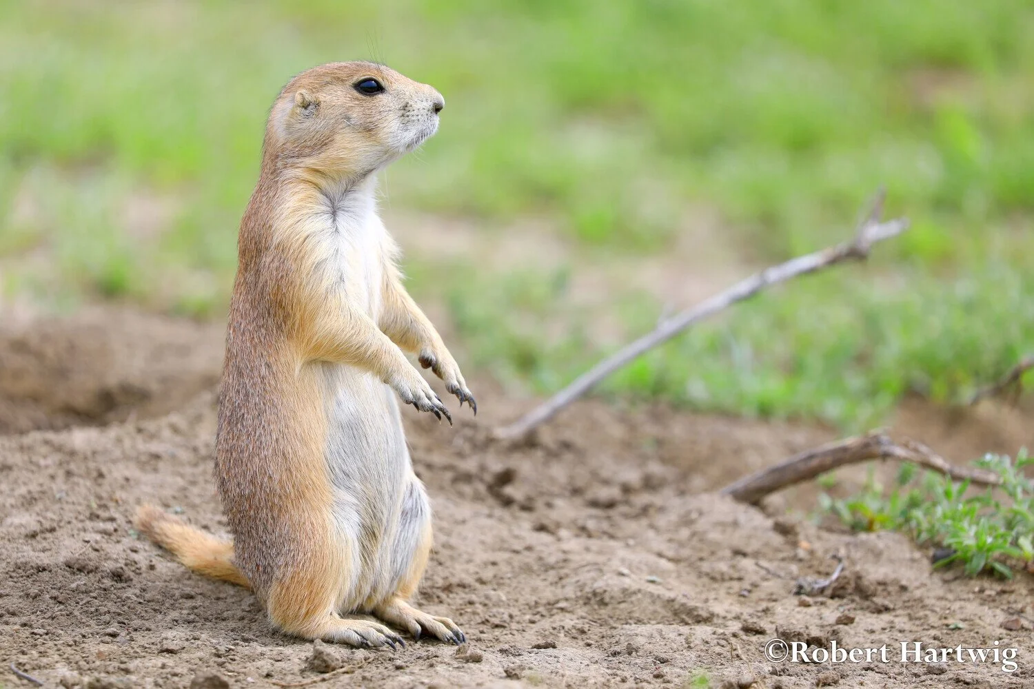 Yip! Yip! Yip!