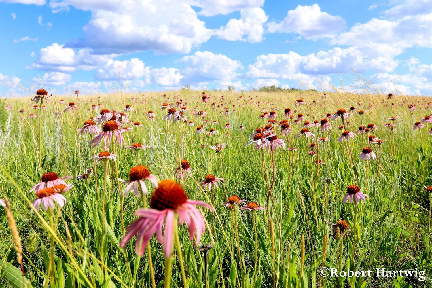 Fields of echinacea.