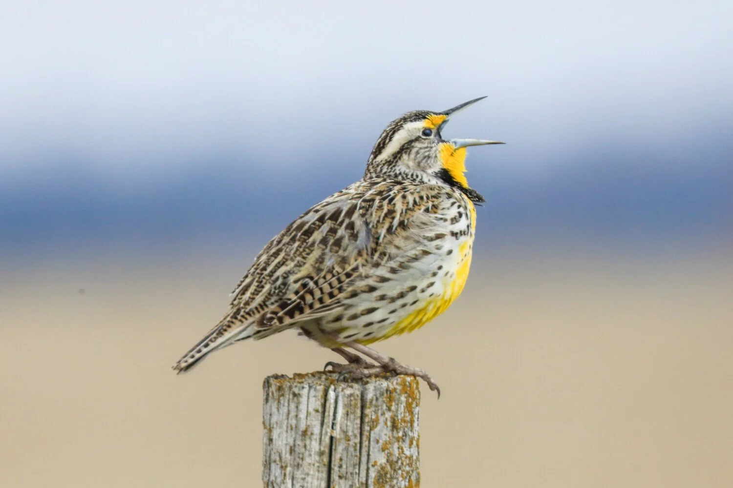 Sing me a song, you're the meadowlark...!