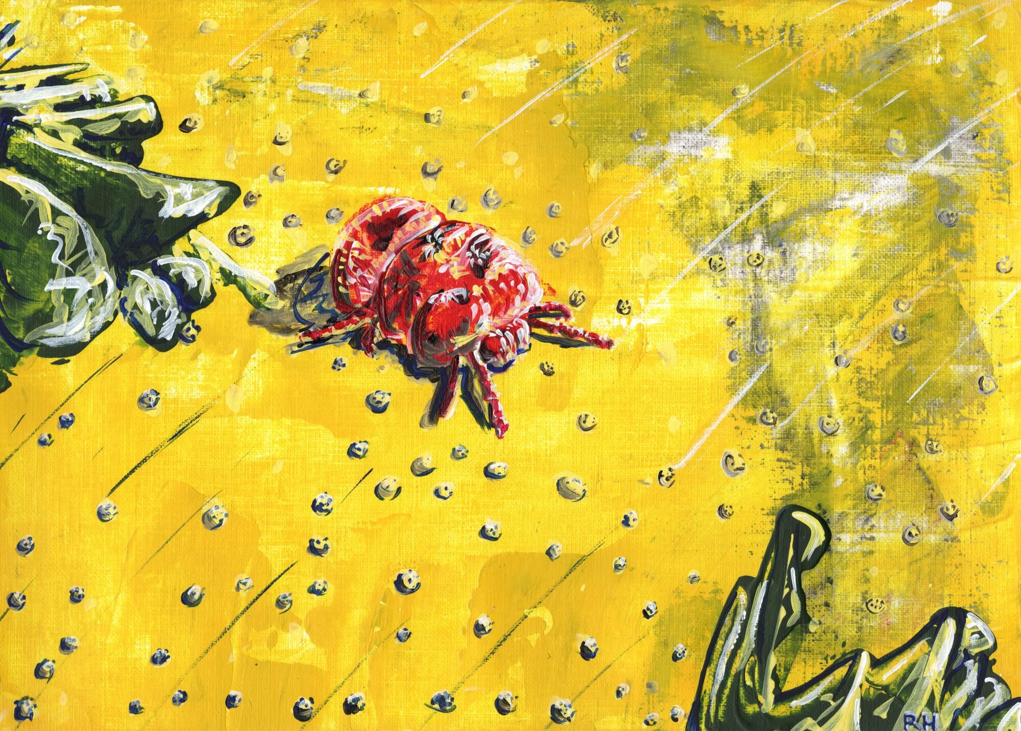 Child of God: The insects known as giant red velvet mites (Trombidiidae) are referred to in some cultures as the "Children of God" due to their emergence shortly after a good rain.