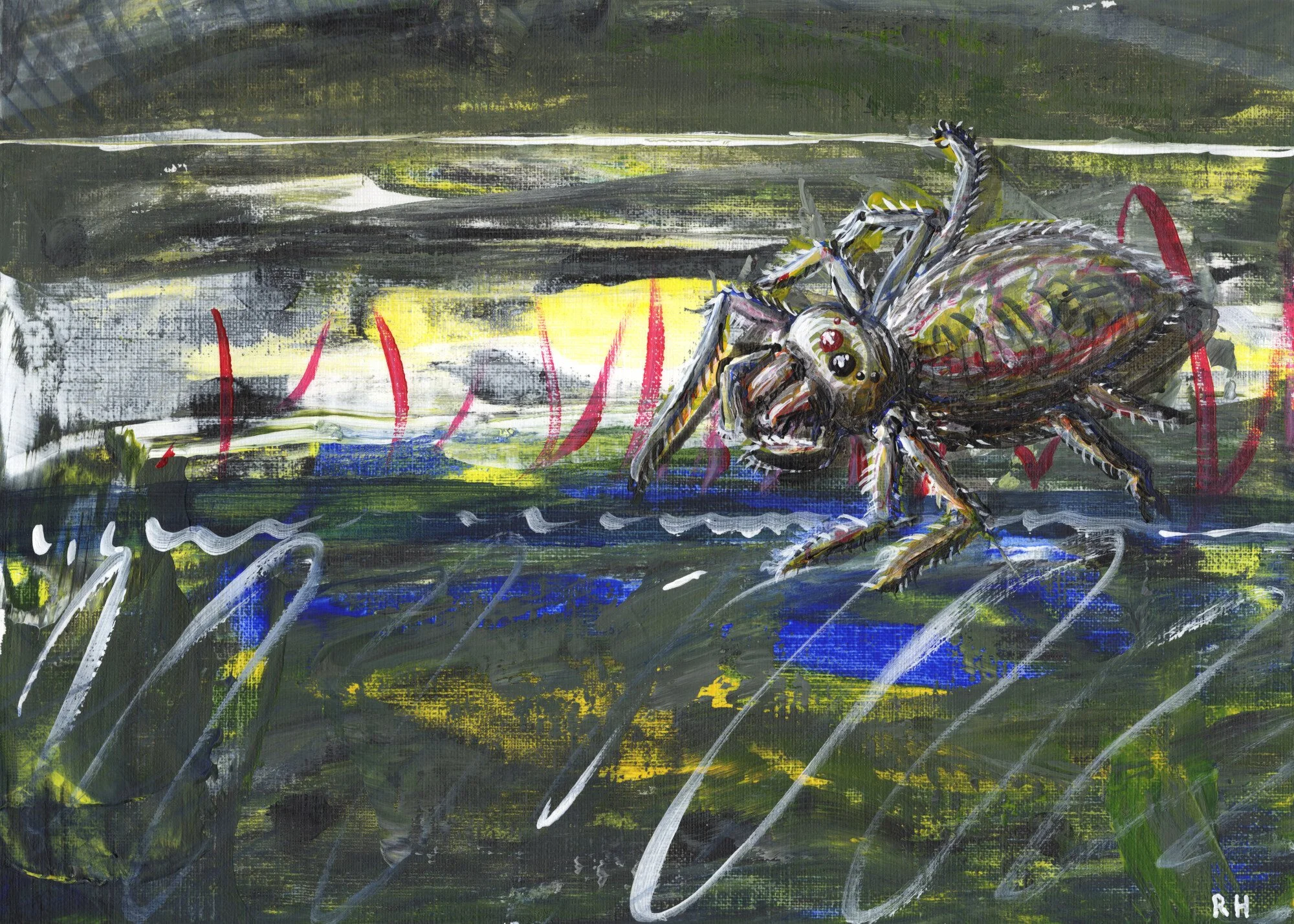 Friends?: This plump little hopping spider has a question on its mind, "Will you be my friend?"