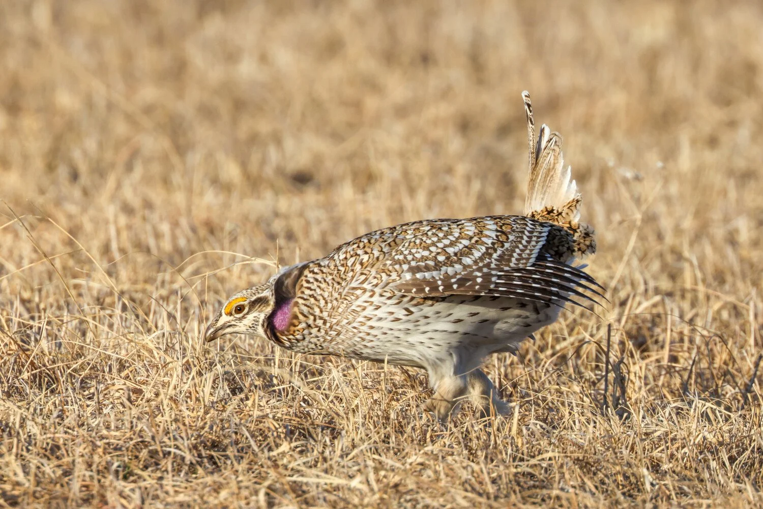 Niobraran Sharp Tailed Grouse