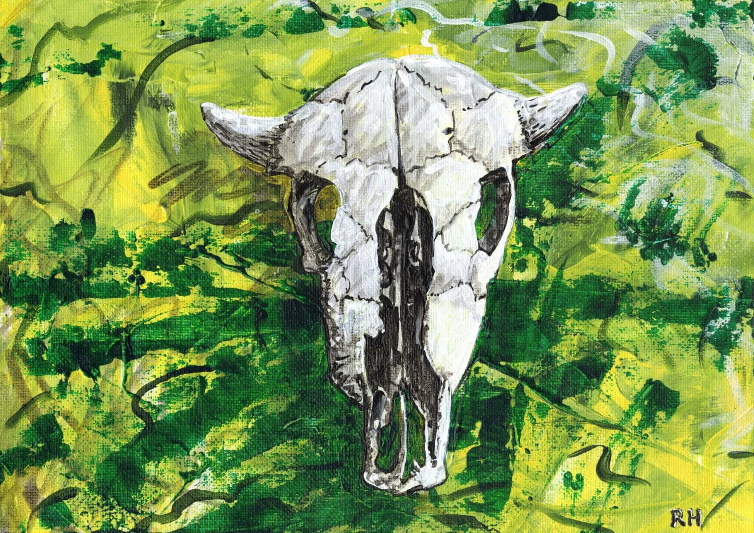 Cow Skull