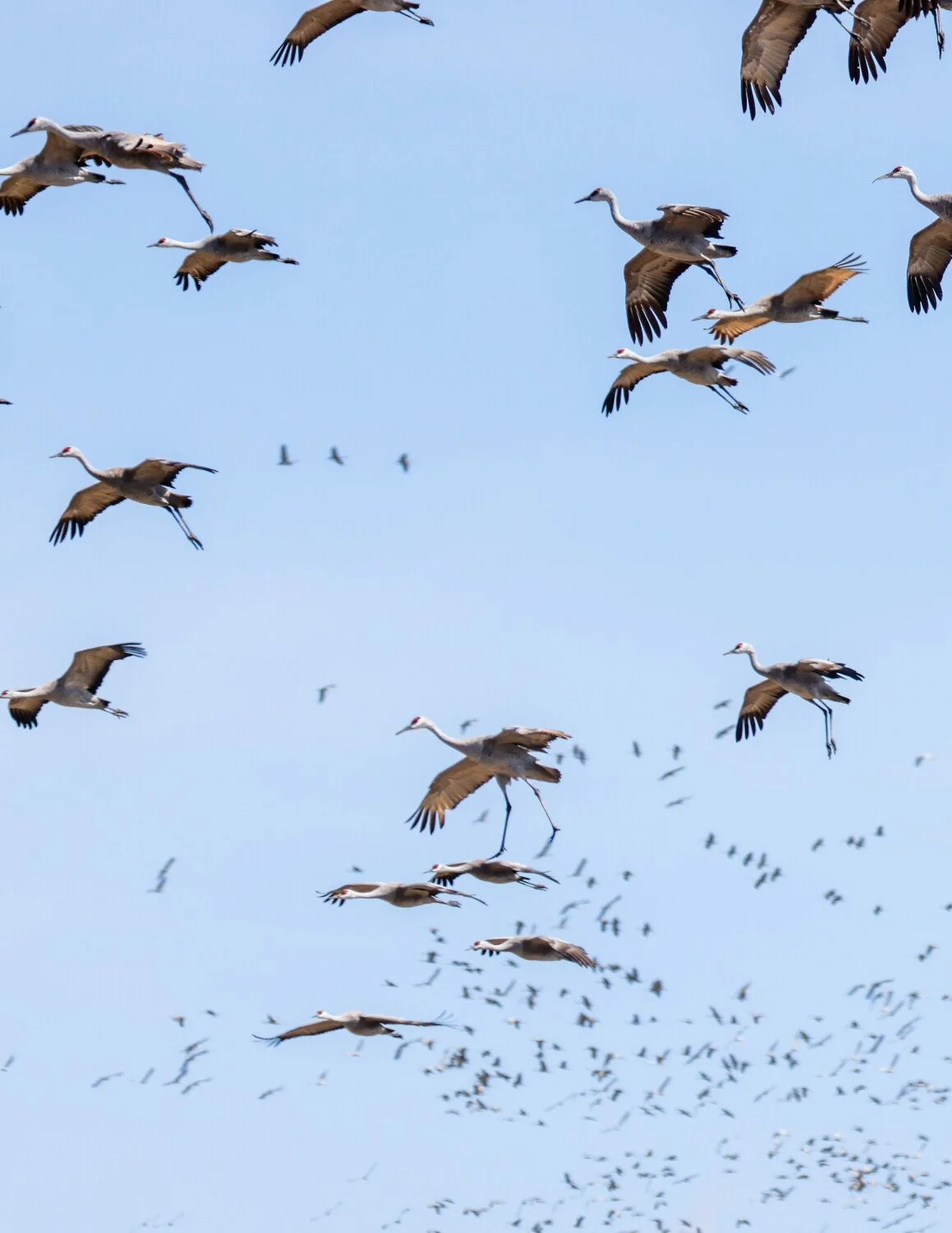 A Multitude of Cranes-2